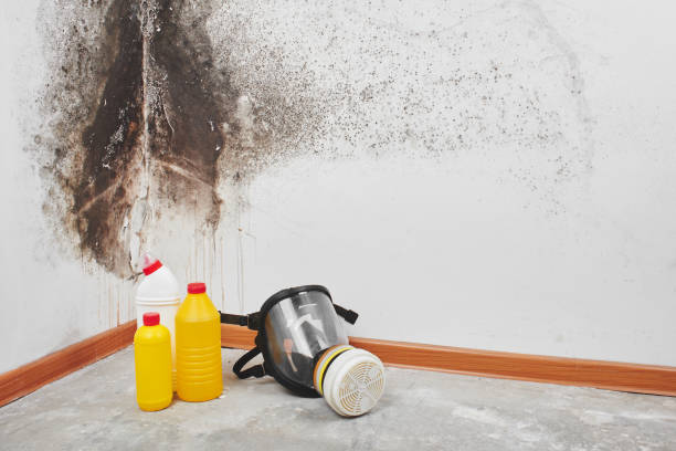 Best Fast Mold Removal  in Sheffield, AL
