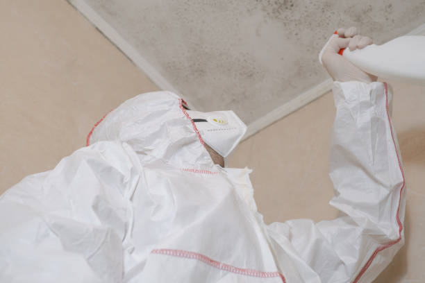 Mold Removal and Inspection in Sheffield, AL