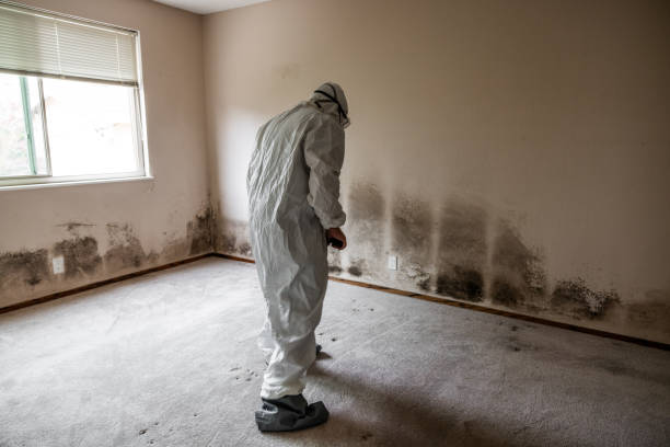 Best Mold Damage Repair  in Sheffield, AL