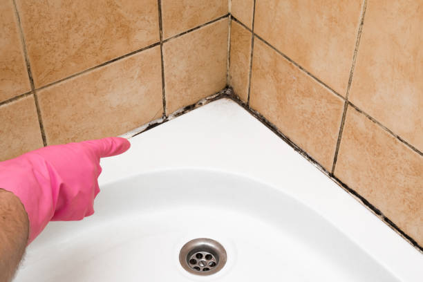 Best Best Mold Removal Companies  in Sheffield, AL